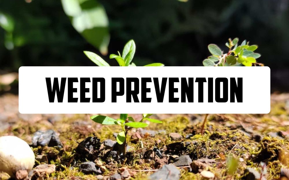 How to prevent and remove Weeds Coming Through Your Block Paving Driveway