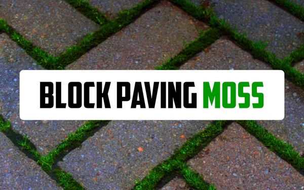 Article photo showing a zoomed in photo of moss growing between the blocks on a block paved driveway